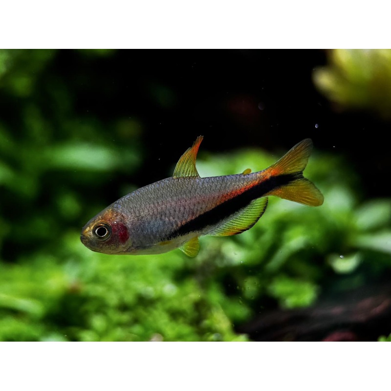 Inpaichthys sp. 'Black arrow'