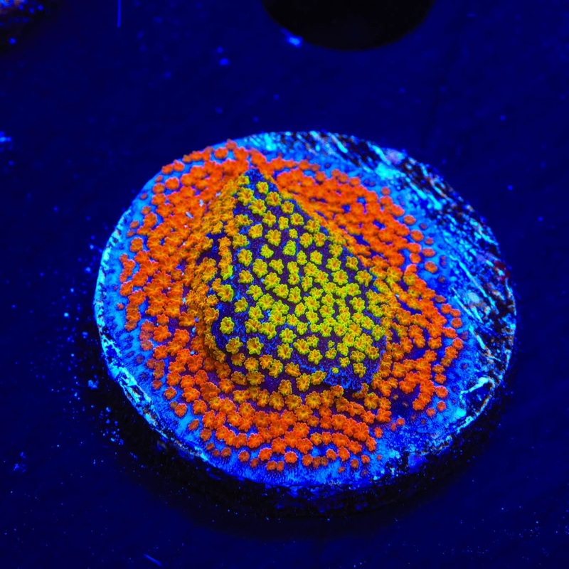 JF Fruity Pebbles Montipora Coral