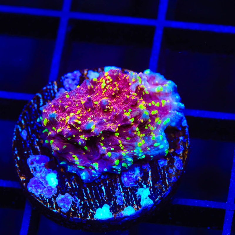 JF Gold Meister Chalice Coral