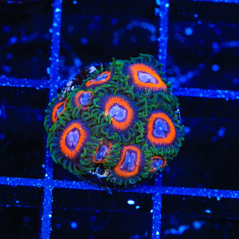 JF Jungle Juice Zoanthids Coral