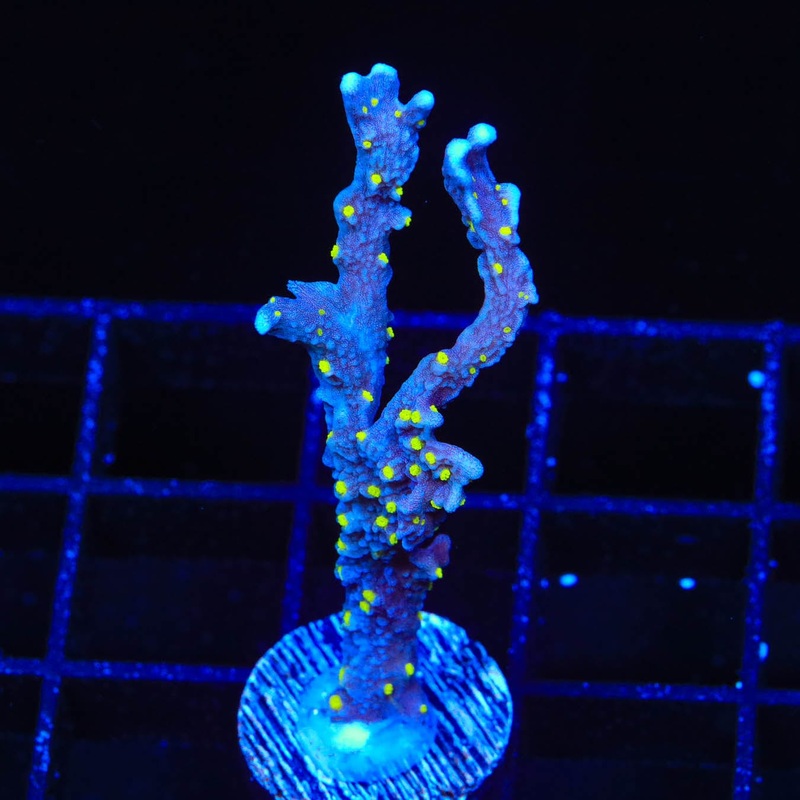 JF Midnight Dynamite Montipora Coral