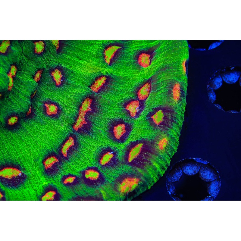 JF Raja Rampage Chalice Coral