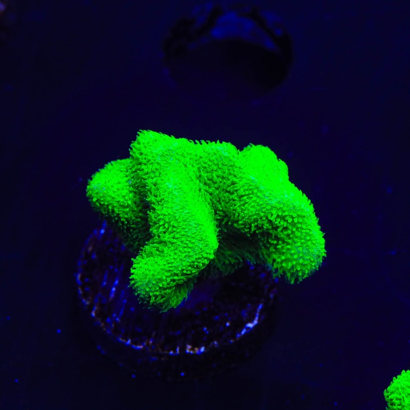 Kelly Green Psammocora Coral