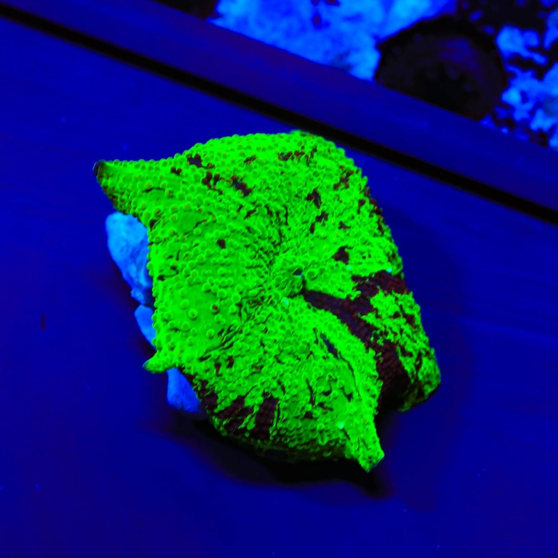 Kryptonite Jawbreaker Mushroom Coral