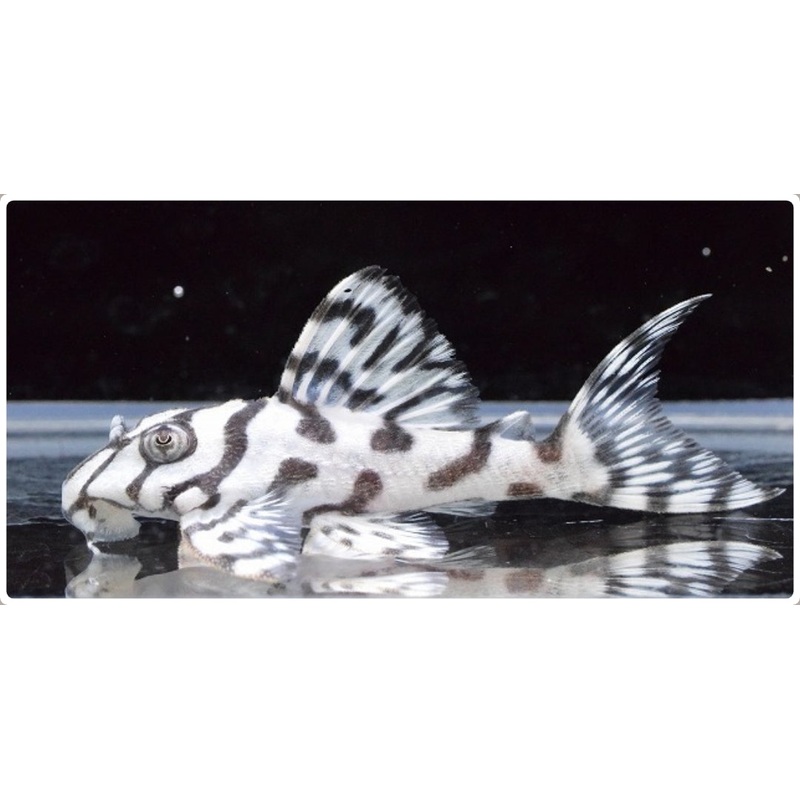 L236 Super White Pleco