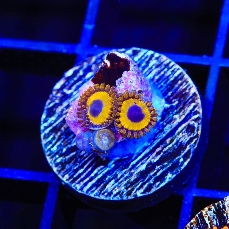 LA Lakers Zoanthids Coral