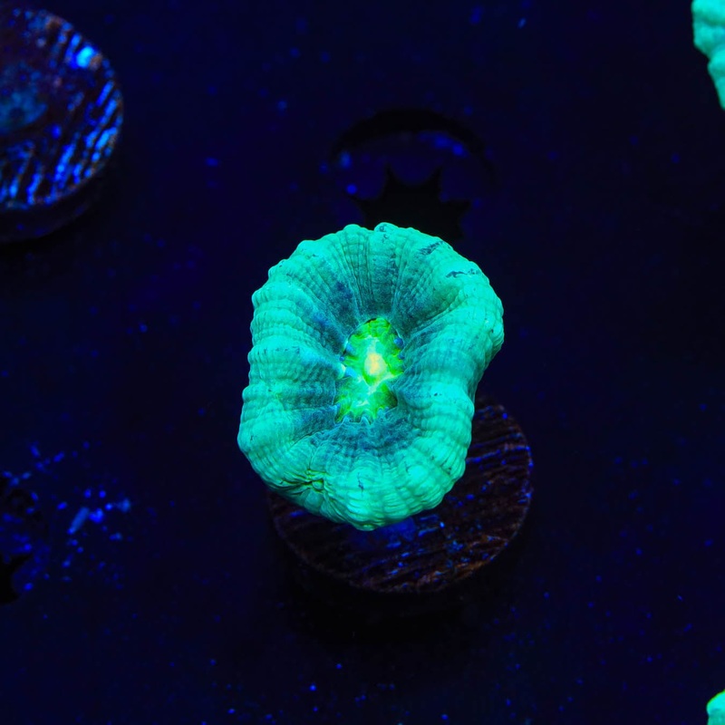 Mint Candy Cane Coral
