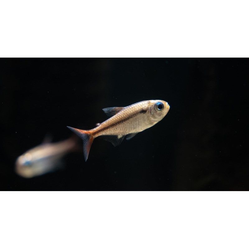 Moekhausia Rubra Platinum