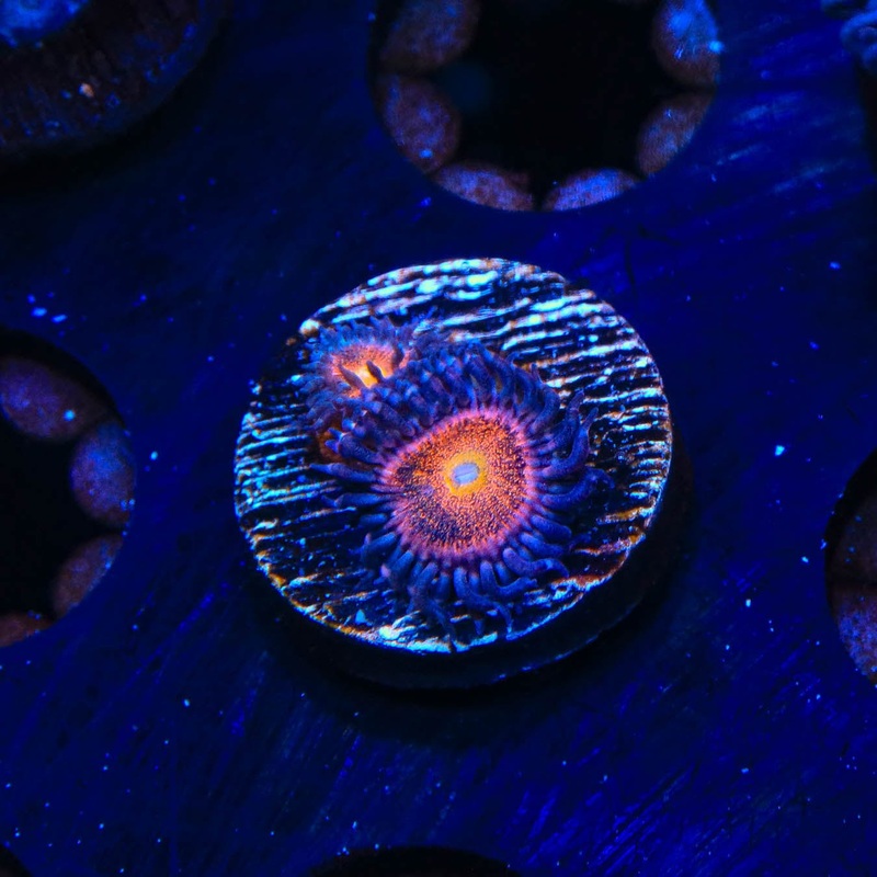 Mohawk Zoanthids Coral