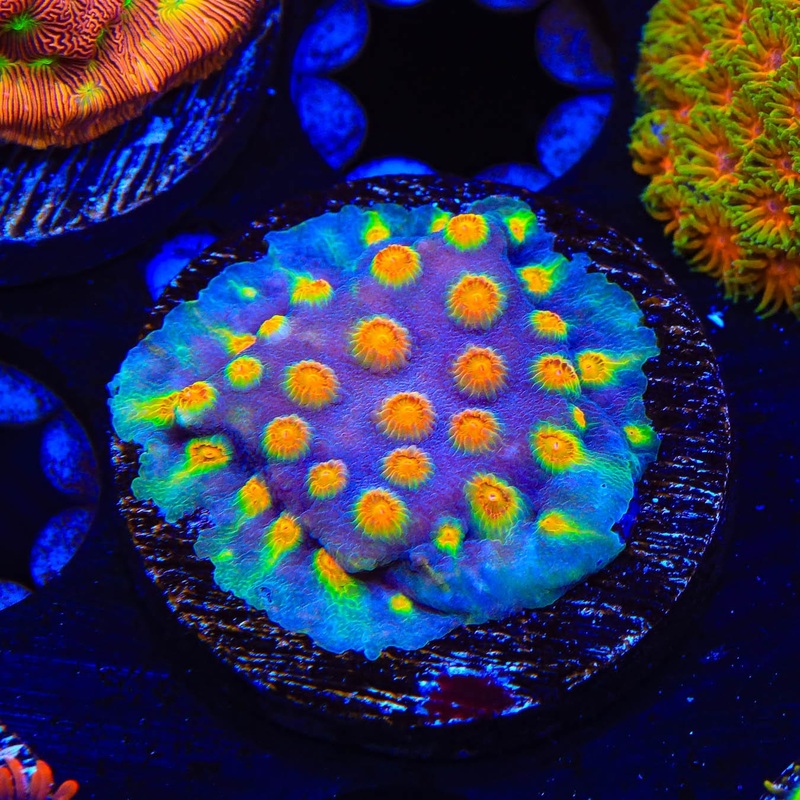 Monet Madness Cyphastrea Coral