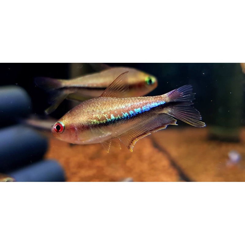 Nematobrycon lacortei (Red eye/Rainbow Emperor Tetra)