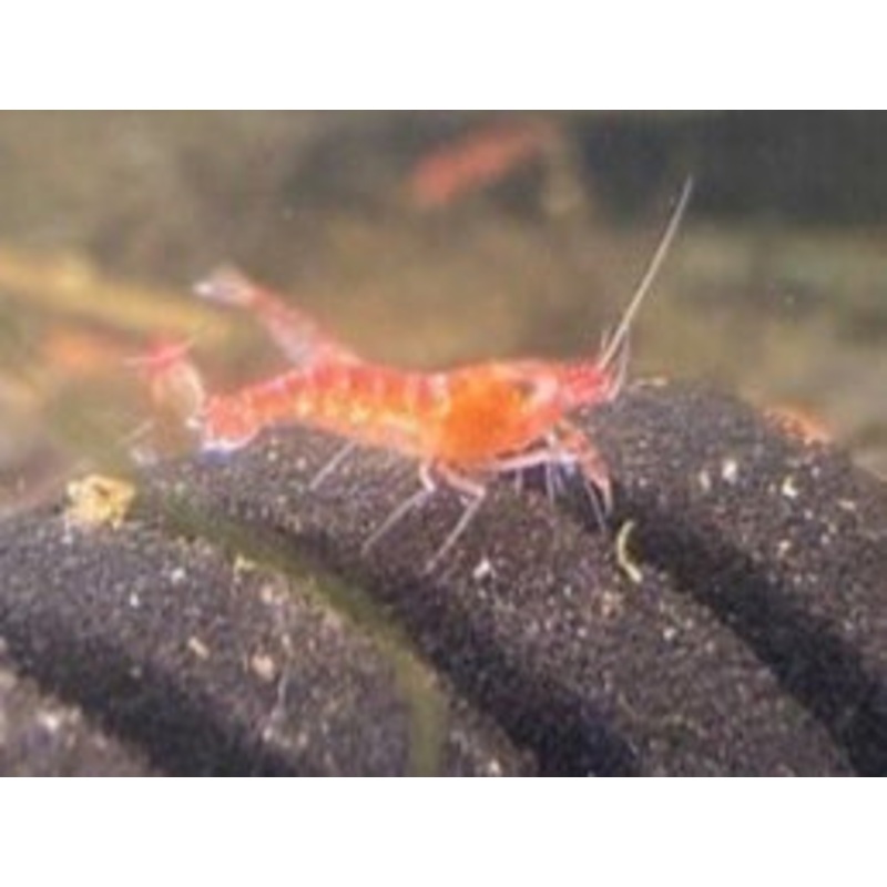 OPAE ULA red Hawaiian shrimp