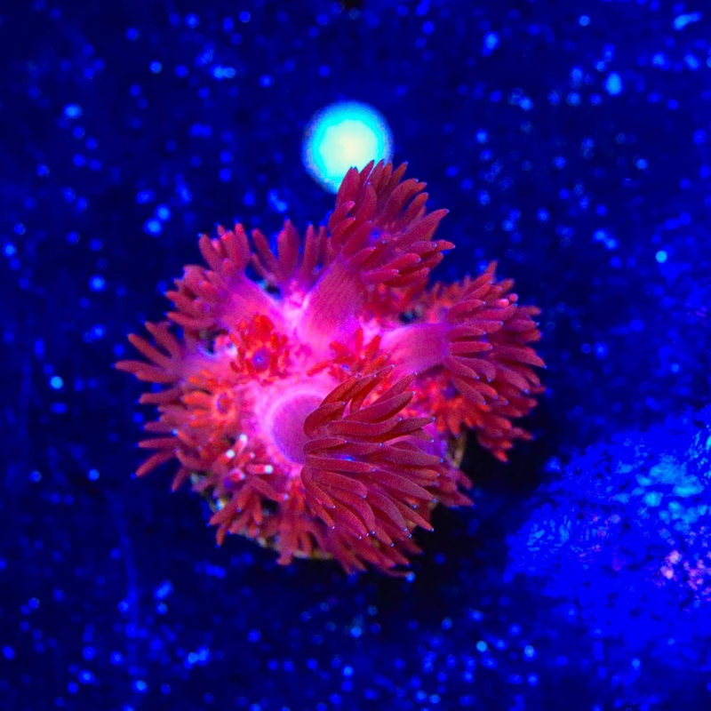ORA Cherry Red Goniopora Coral