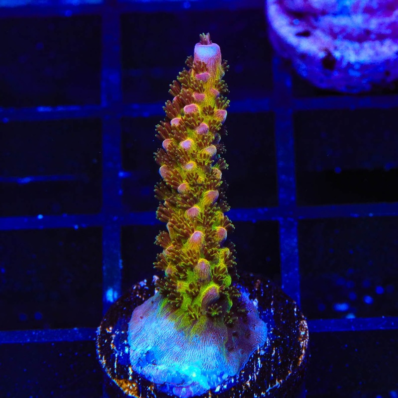 PC Rainbow Acropora Coral