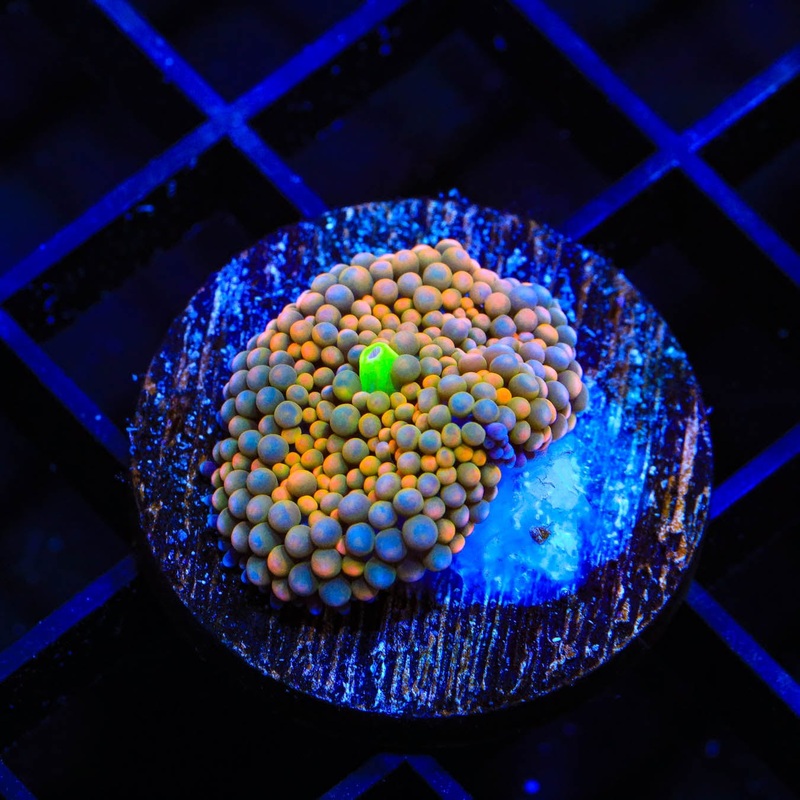 Rainbow Ricordea Coral