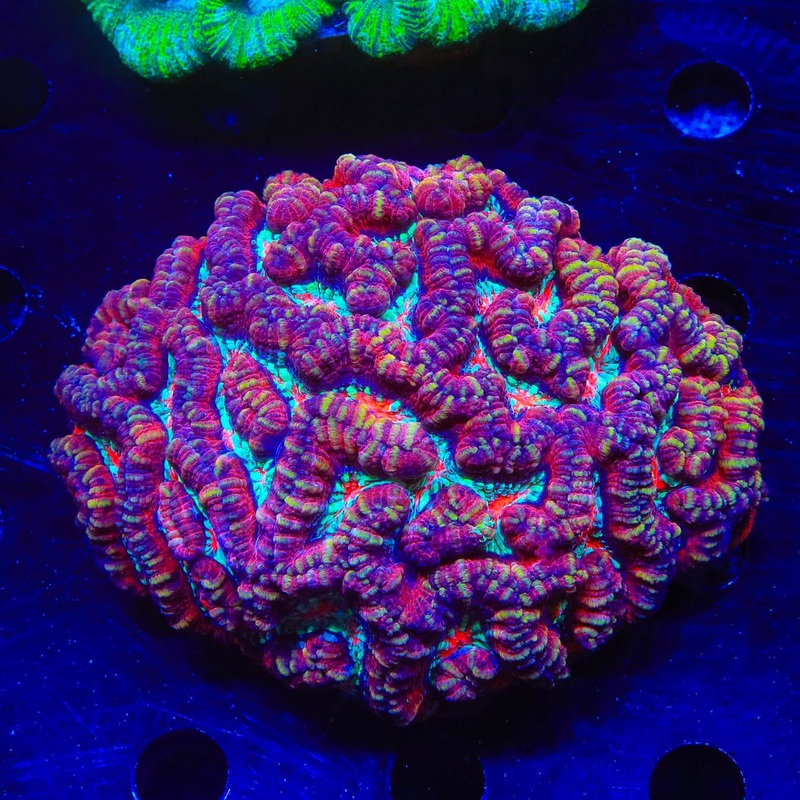 Rainbow Wilsoni Coral