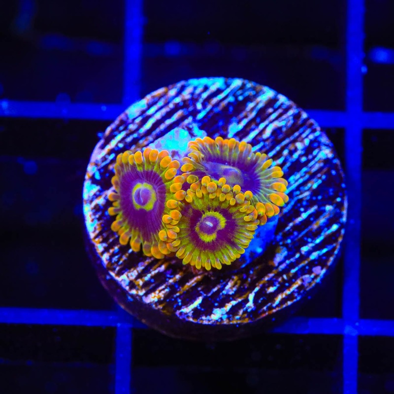 Rainbow Yoda Zoanthids Coral
