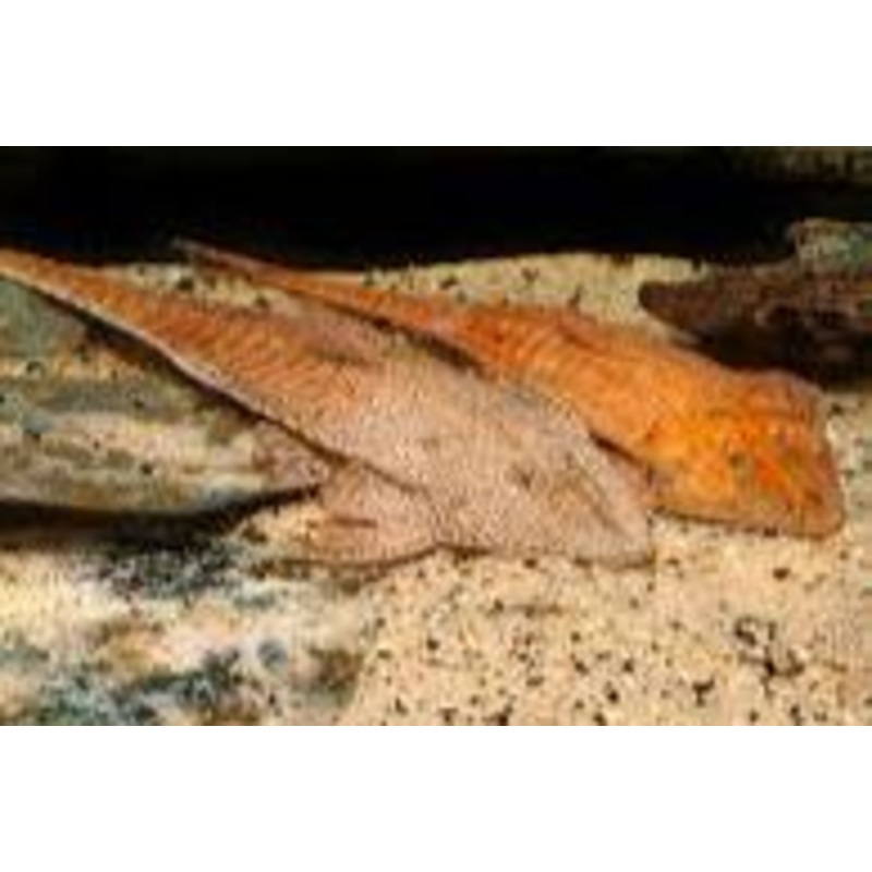 RED CHAMELEON WHIPTAIL ( Pseudohemiodon aff. apithanos)