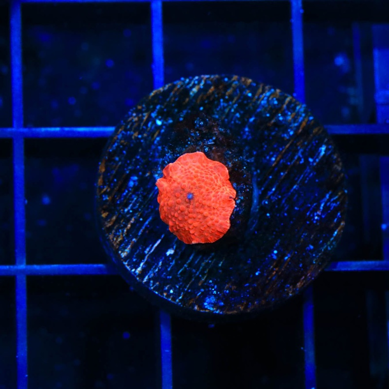 Red Mushroom Coral