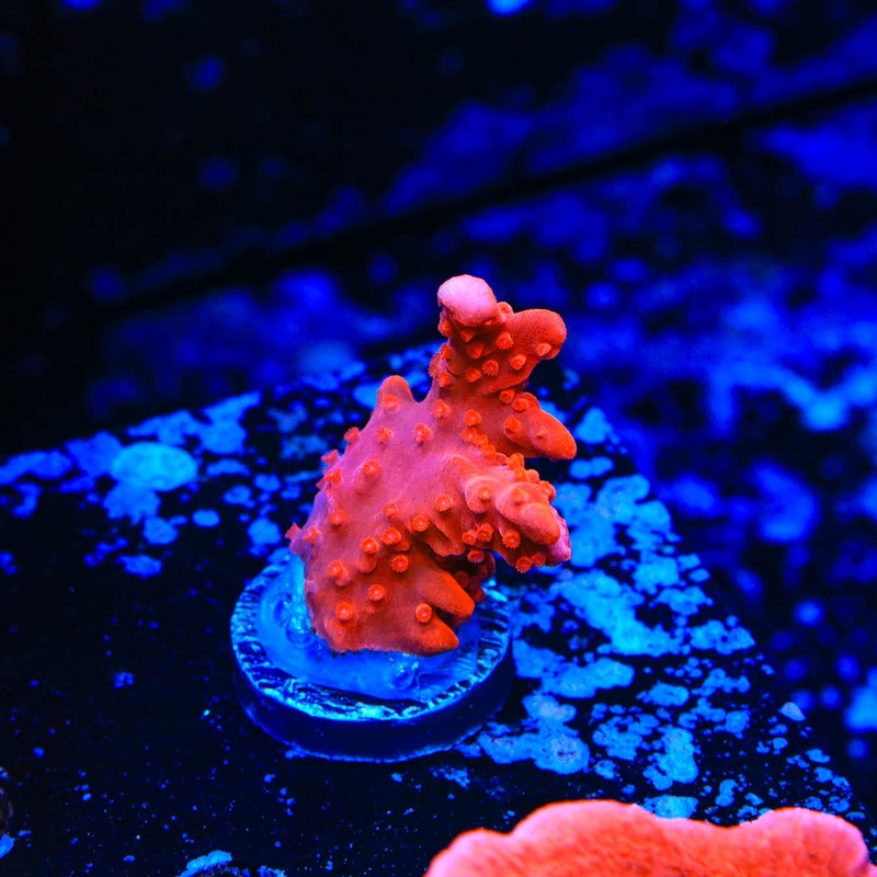 Red Setosa Montipora Coral