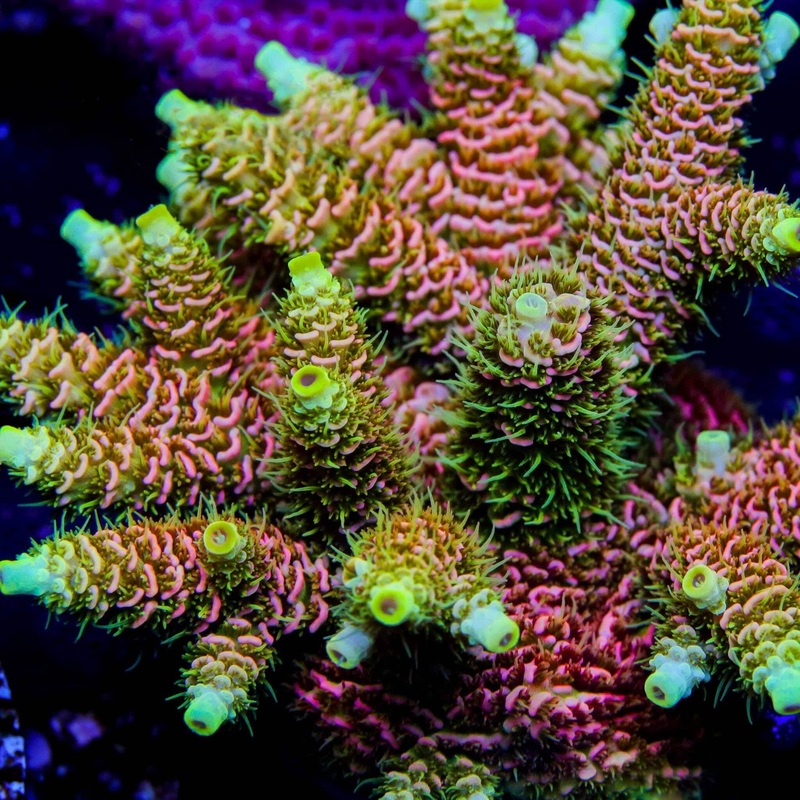 RMF Acid Trip Acropora Coral