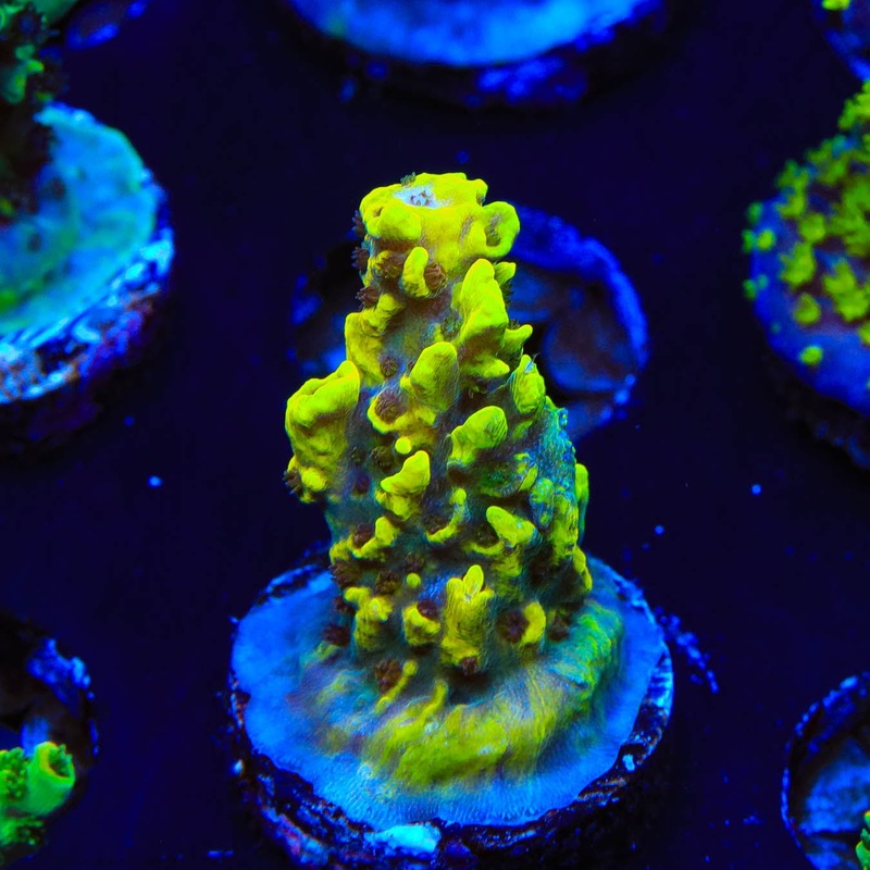 RR Pink Floyd Acropora Coral