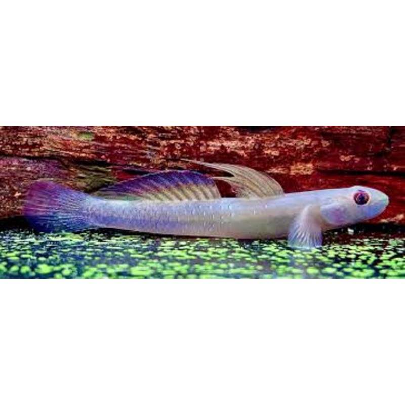 Sicyopus cebuensis