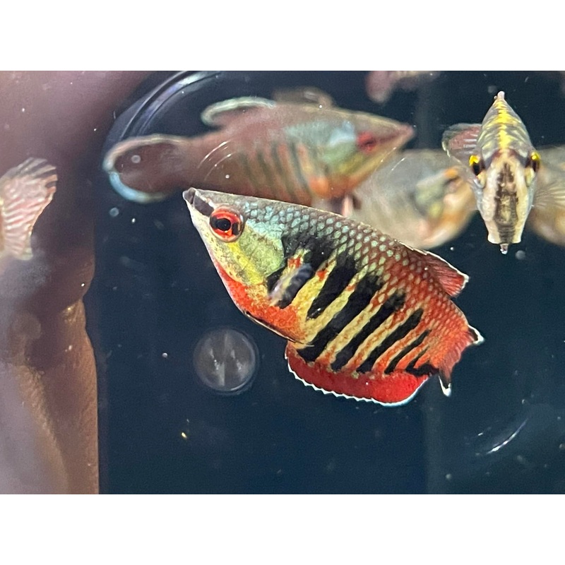 Sphaerichthys vaillanti (Samurai Gourami)