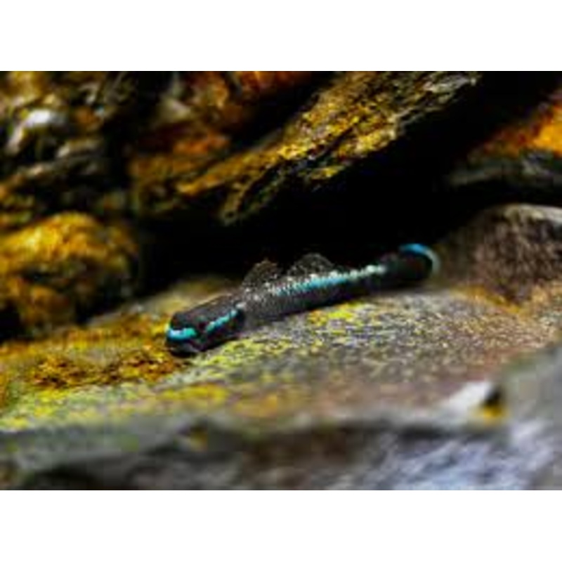 Stiphodon atropurpureus (Black Kumpay Goby)