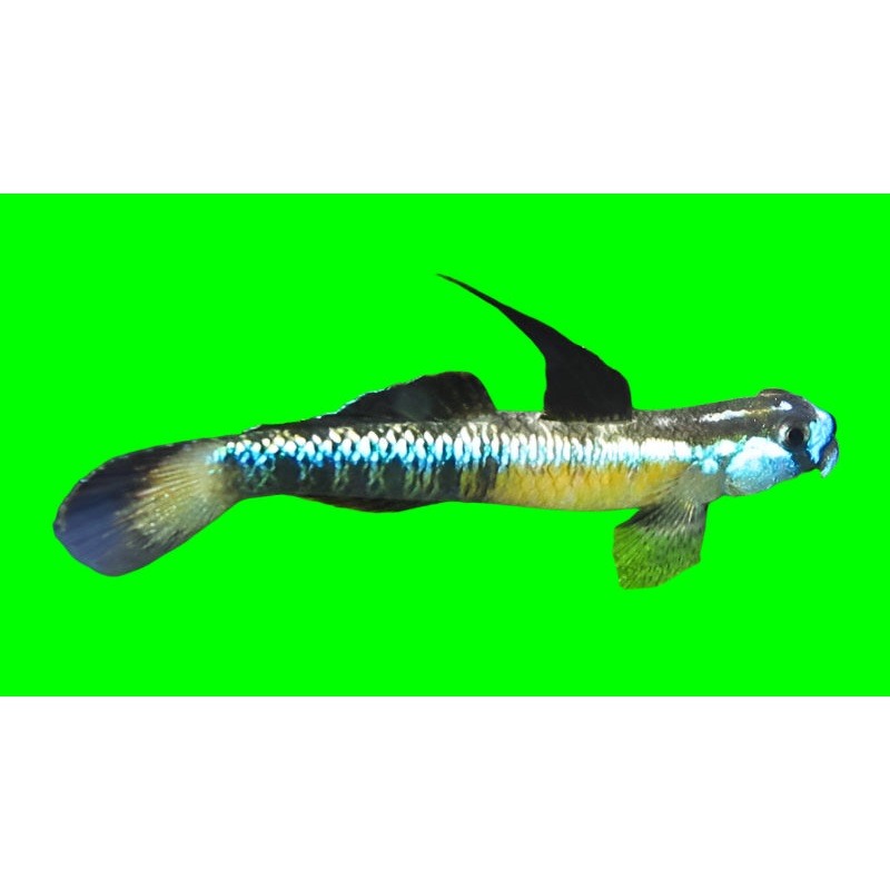 stiphodon percnopterygionus