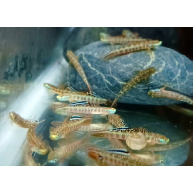 stiphodon rutilaureus