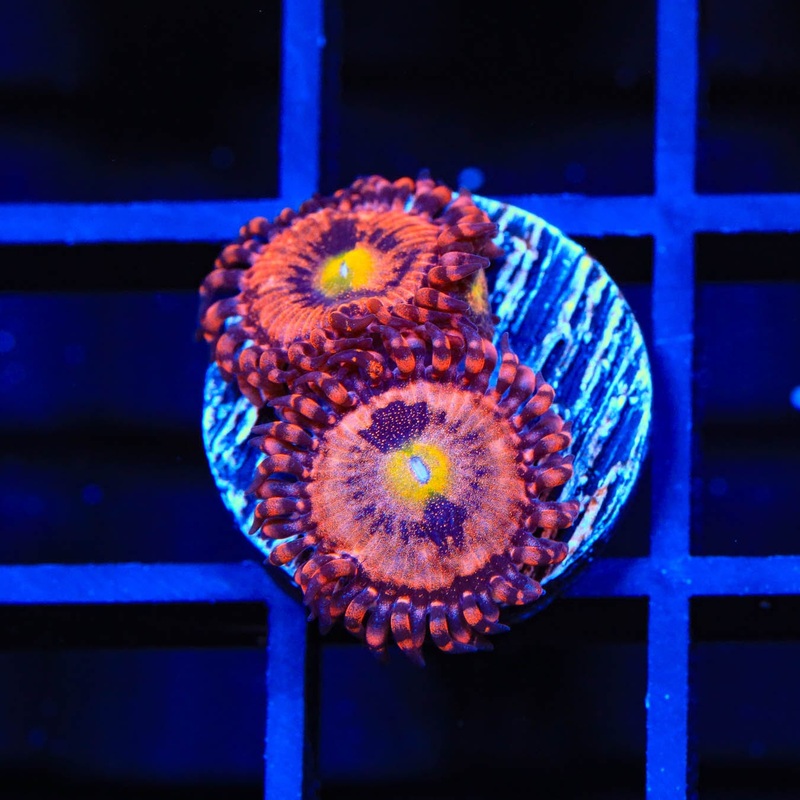 TG Sakura Zoanthids Coral
