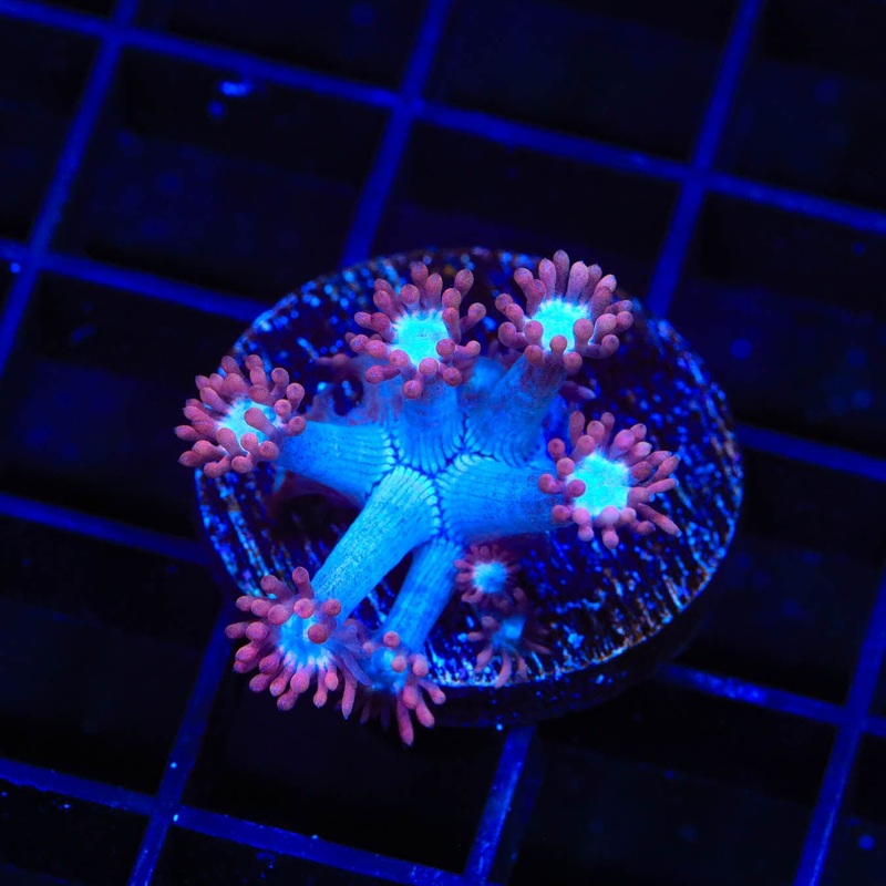 TSA Alice in Wonderland Goniopora Coral