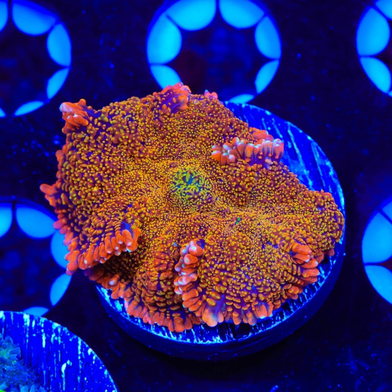 TSA Awesome Sauce Rhodactis Mushroom Coral
