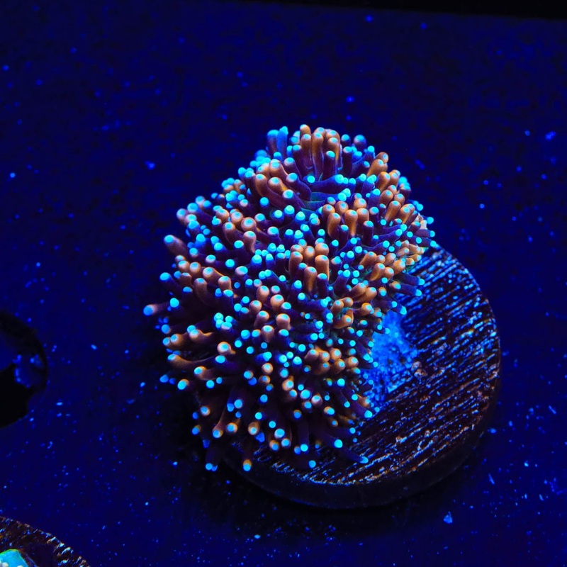TSA Battlestar Galaxea Coral