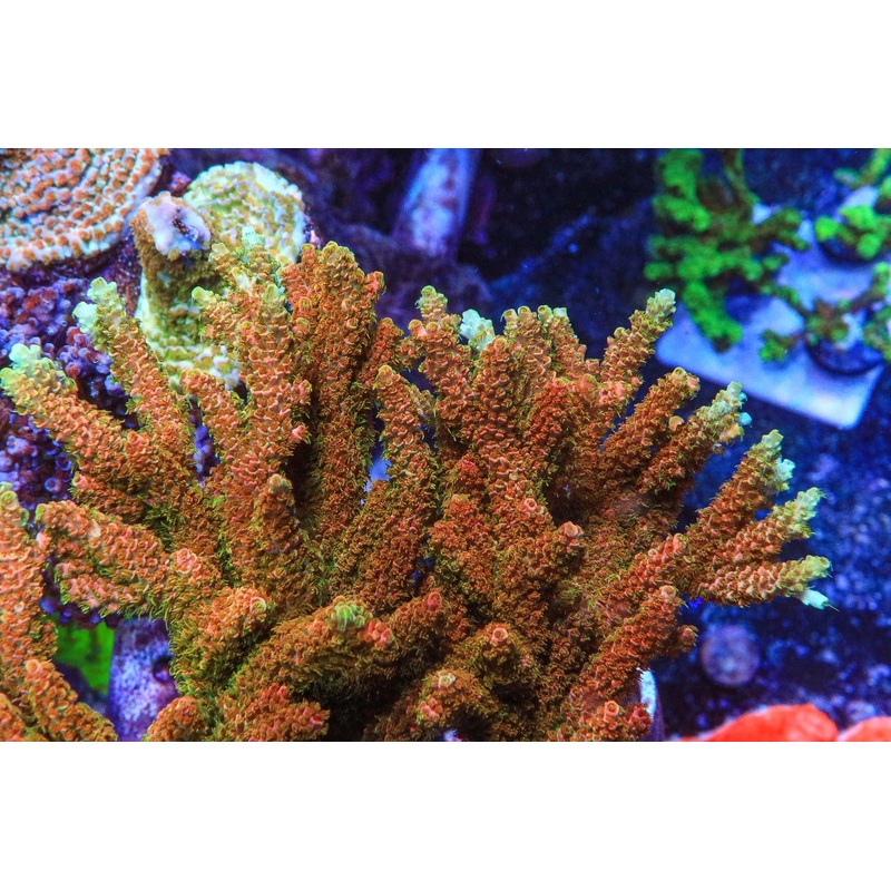 TSA Bill Murray Acropora Coral