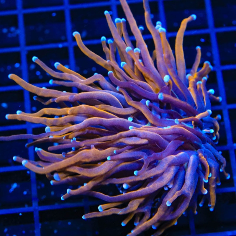 TSA Bizzaro Torch Coral