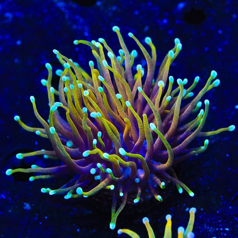 TSA Blowtorch Torch Coral