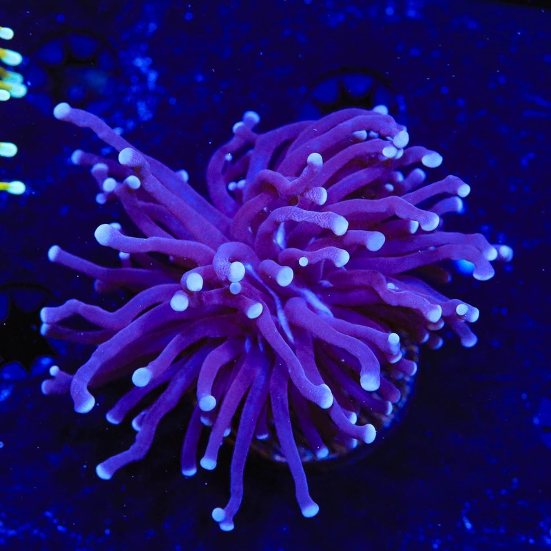 TSA Blue Torch Coral