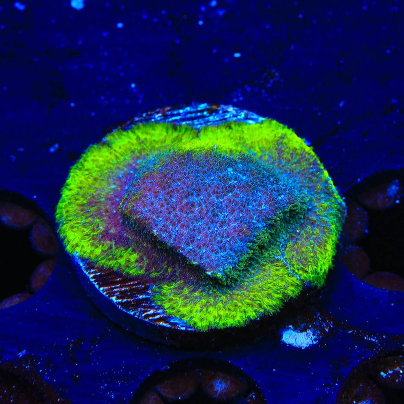 TSA Blueberry Haze Psammocora Coral