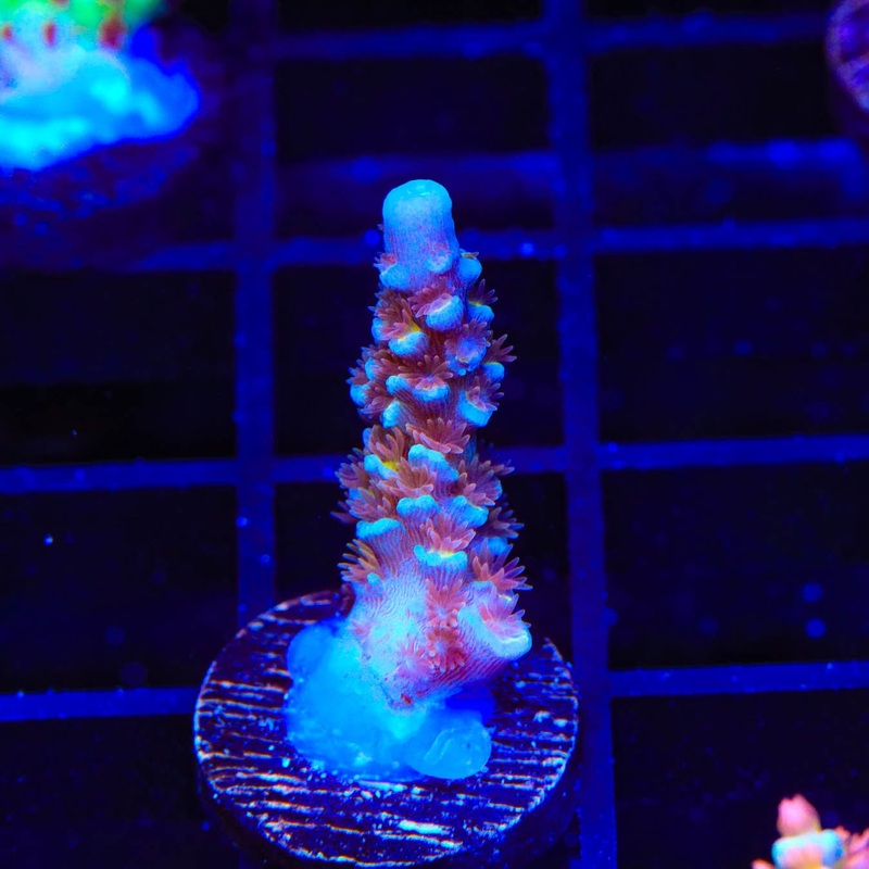 TSA Bubbleyum Acropora Coral