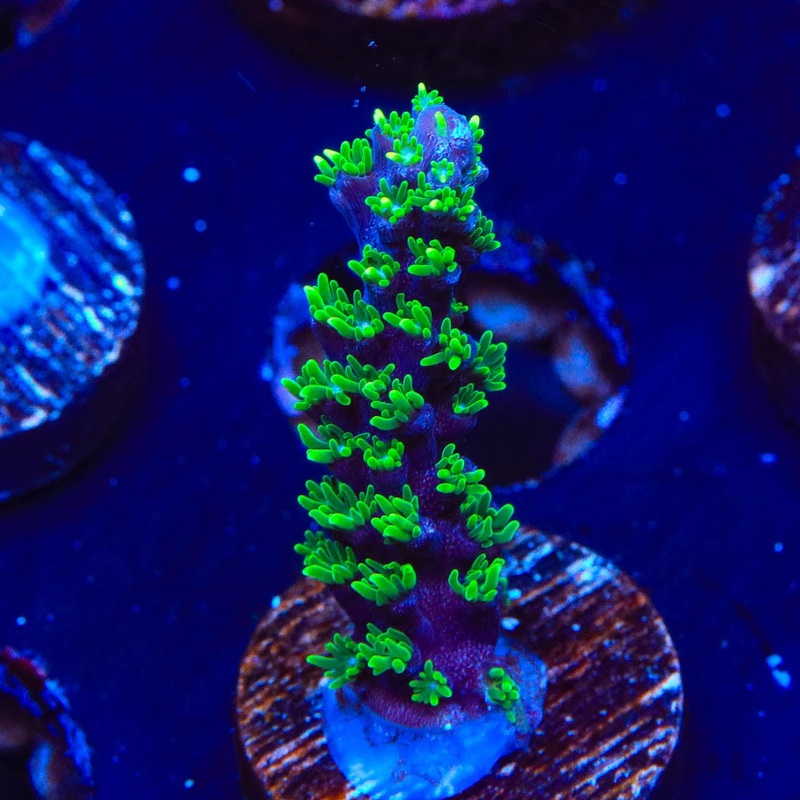 TSA Candlelight Acropora Coral