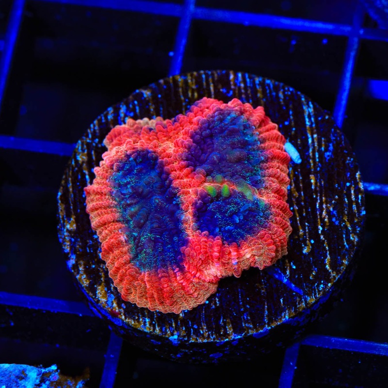 TSA Cherry Berry Favia Coral