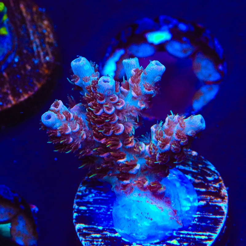 TSA Daydream Acropora Coral