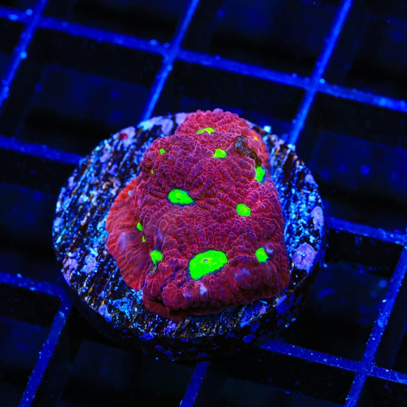 TSA Fire Favia Coral