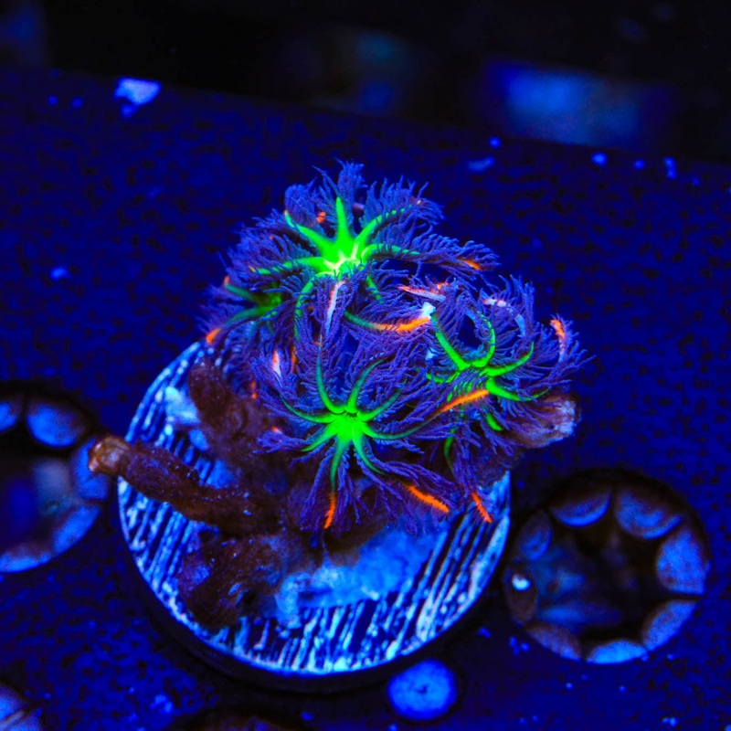 TSA Firework Clove Polyp Coral