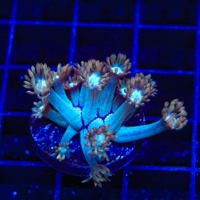 TSA Genie Goniopora Coral