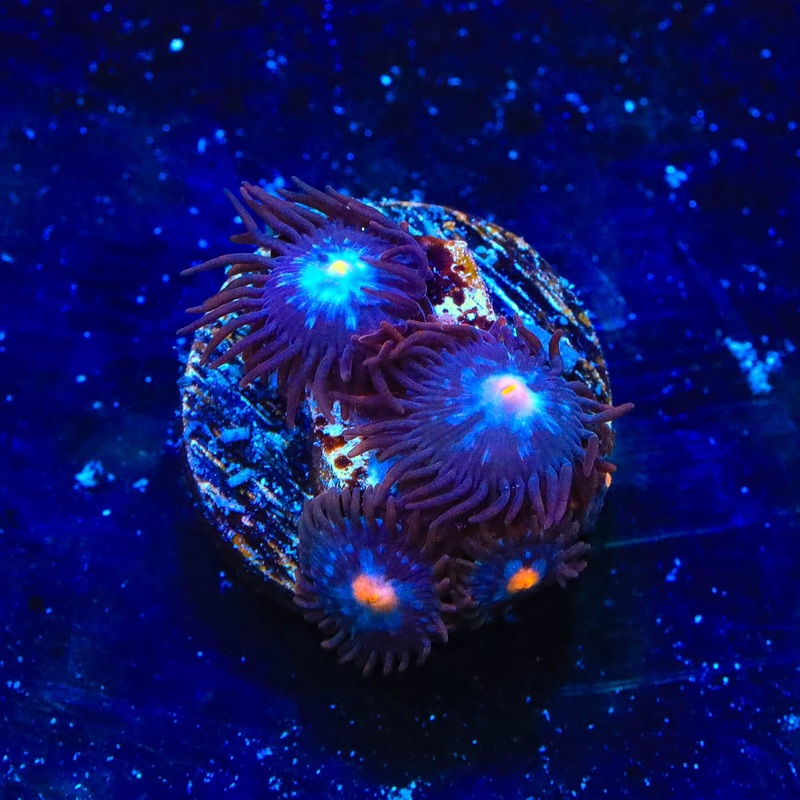TSA Glow Pop Zoanthids Coral