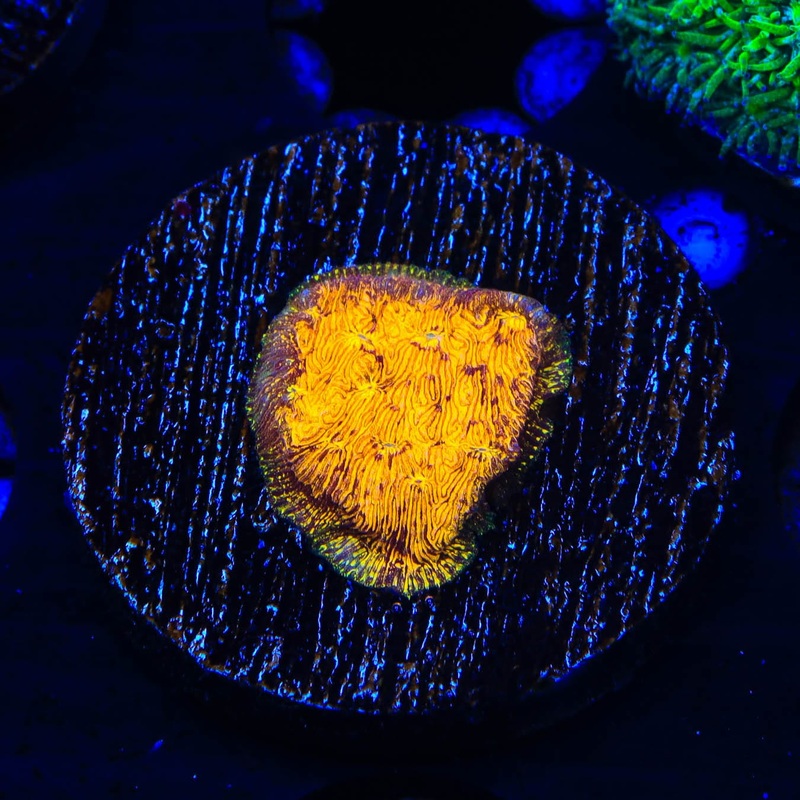 TSA Goldschlager Leptoseris Coral
