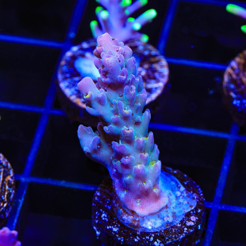 TSA Grimace Acropora Coral